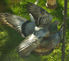Pigeons fighting over the bird food!!