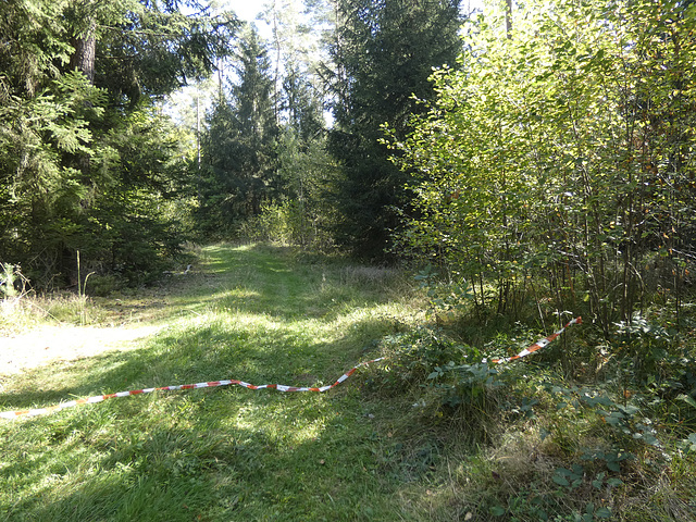 im Klimaschutzwald