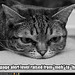 O&S (meme) - Grumpy-LOL-cat