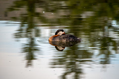 Red-necked Grebe in Repose