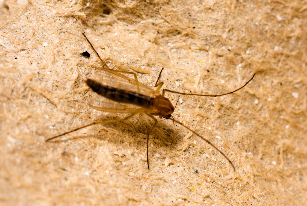 Fly IMG 0168v2