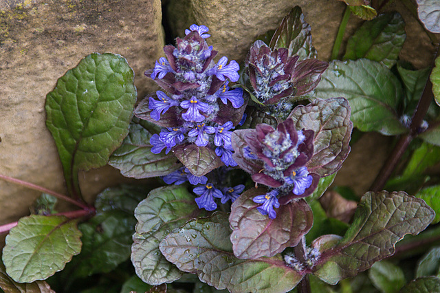 20210513 4306VRAw [D~LIP] Kriechnder Günsel Ajuga reptans 'Atropurpurea'), Bad Salzuflen