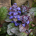 20210513 4306VRAw [D~LIP] Kriechnder Günsel Ajuga reptans 'Atropurpurea'), Bad Salzuflen