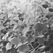 Tallow tree