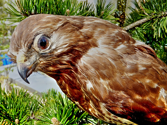 Mäusebussard. Common buzzard. Buse variable. Buteo buteo. ©UdoSm