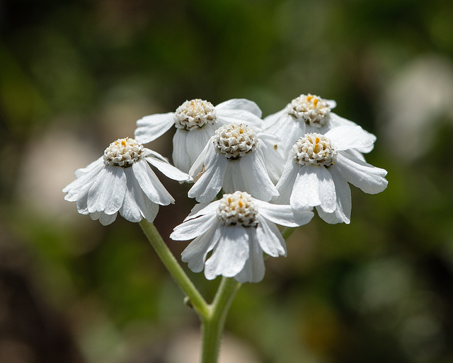 Achillea clavenae, Millefoglio di Clavena - 2016-07-30_D4_DSC8593