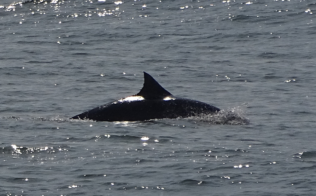 DSC05378a - boto-da-tainha Tursiops truncatus gephyreus, Cetaceae