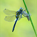 Small Whiteface ~ White-faced Darter ~ Venwitsnutlibel (Leucorrhinia dubia), female ♀, 3...