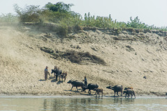 ein Tag auf dem Irrawaddy _  die Landschaft vorbeiziehen lassen ... (© Buelipix)