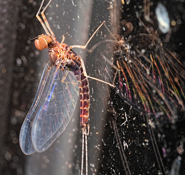 Mayfly IMG 0335v2