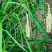 20210514 0182CPw [D~LIP] Große Segge (Carex pendula) [Hängende Segge], Bad Salzuflen