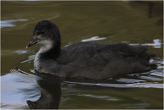 IMG 9612 Coot Chick