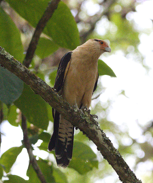 EF7A6167 Yellow Headed Caracara