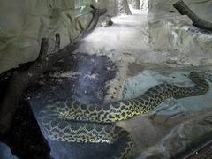 Yellow anaconda.