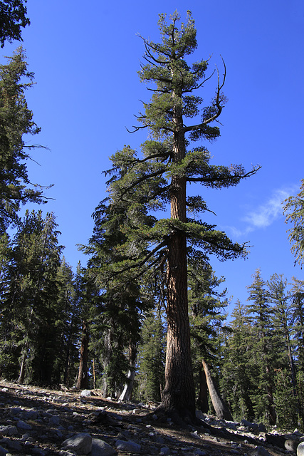 Along the Trail