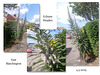 Echium collage - East Blatchington - 4 5 2025
