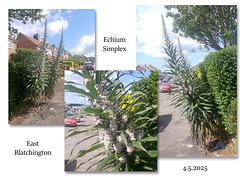 Echium collage - East Blatchington - 4 5 2025 Echium collage - East Blatchington - 4 5 2025