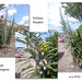 Echium collage - East Blatchington - 4 5 2025