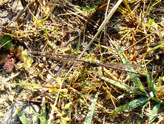 Common Winter Damselfly m+f (Sympecma fusca)