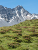 Erzhorn und Alpenrosen - 2015-06-26--D4-DSC3076