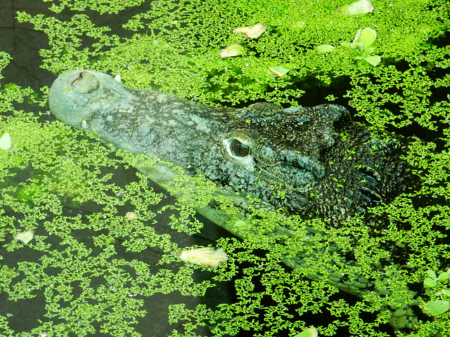 Fidel das Kubakrokodil im Zoo Hoyerswerda