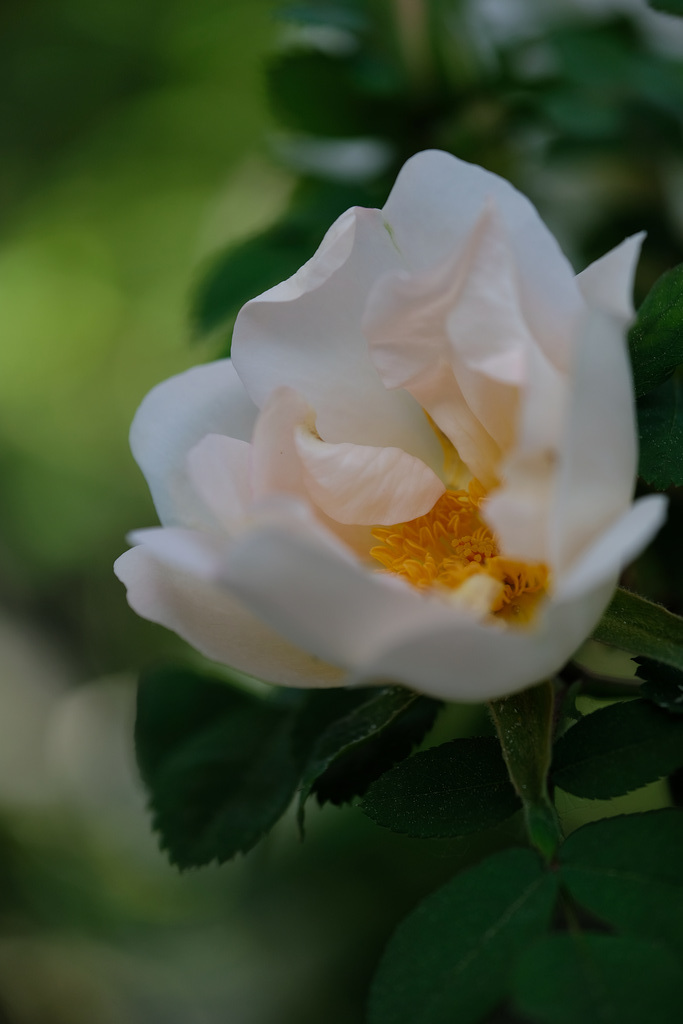 DSCF4379