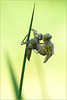 Small Whiteface ~ White-faced Darter ~ Venwitsnutlibel (Leucorrhinia dubia), 2...