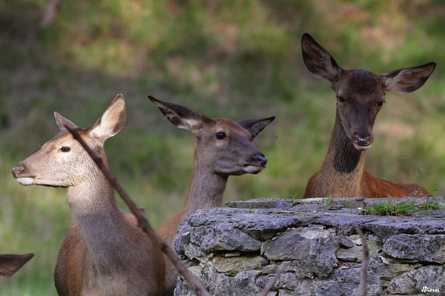 Tous  « faons » de biche