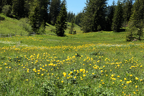 Trollblumenwiese  (PicinPic)