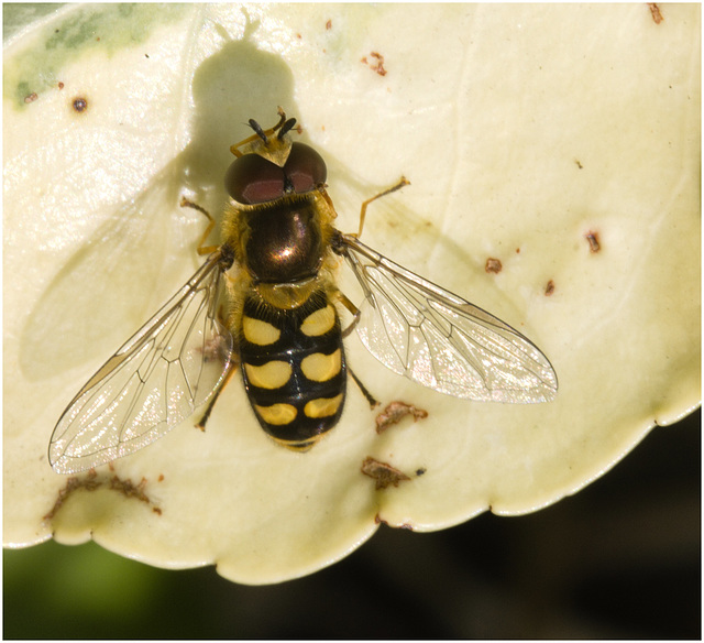 IMG 3287 Hoverfly