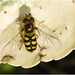 IMG 3287 Hoverfly