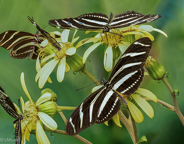 Idea leuconoe