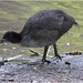 IMG 9619 Coot Chick