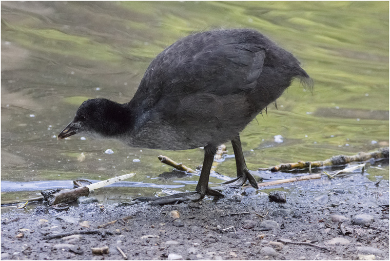 IMG 9619 Coot Chick