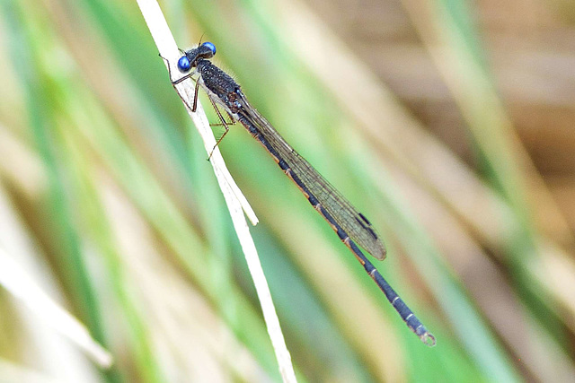 Common Winter Damselfly m (Sympecma fusca)