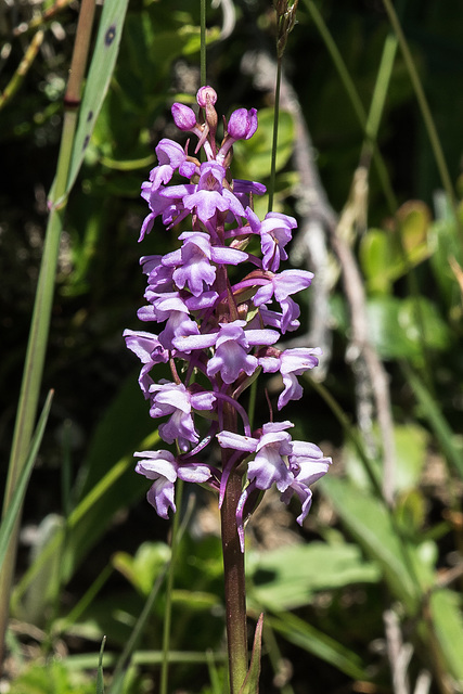 Gymnadenia conopsea - 2015-06-26--D4-DSC3081