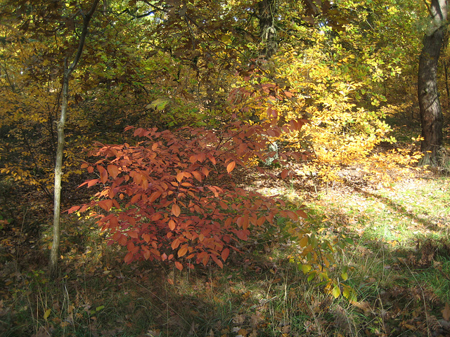 Herbstfarben im Mischwald