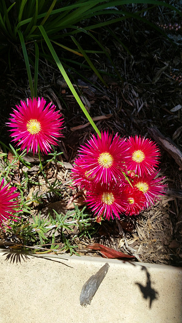 Red Pig face:  Mesembryanthemum species.