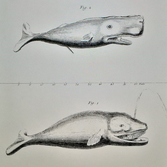 Rijksmuseum Boerhaave 2017 – Scared and happy whale