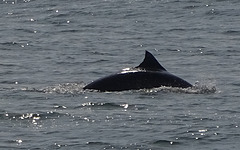 DSC05379a - boto-da-tainha Tursiops truncatus gephyreus, Cetaceae