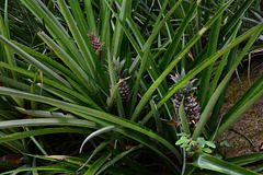 Venezuela, Wild Pineapples in the Jungle