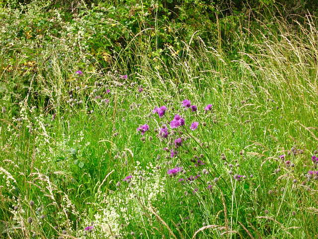 Knapweed (Centaurea nigra), Sedgley Beacon