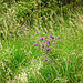 Knapweed (Centaurea nigra), Sedgley Beacon