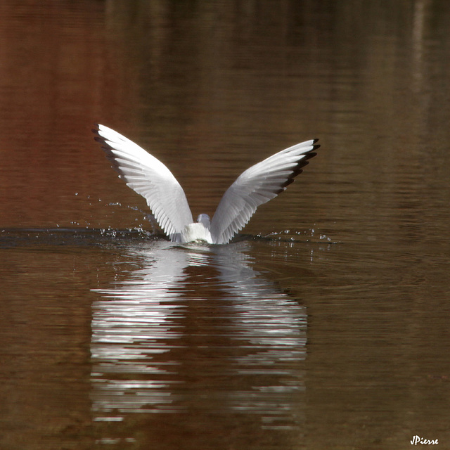 Mouette rieuse