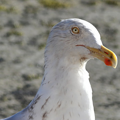 EOS 90D Peter Harriman 10 16 20 56355 captainHook dpp