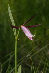 Cleistesiopsis divaricata (Large Rosebud orchid)