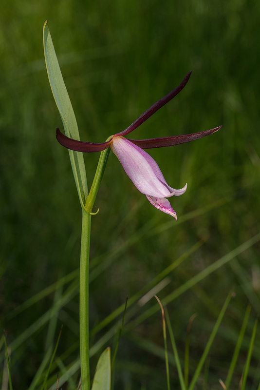 Cleistesiopsis divaricata (Large Rosebud orchid)