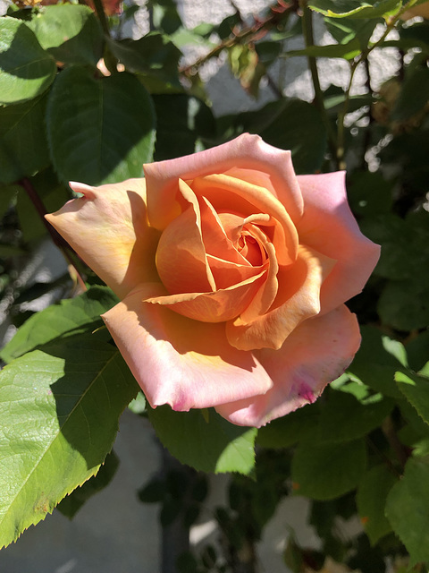 ROSE ROSE