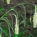 20210514 0184CPw [D~LIP] Große Segge (Carex pendula) [Hängende Segge], Bad Salzuflen