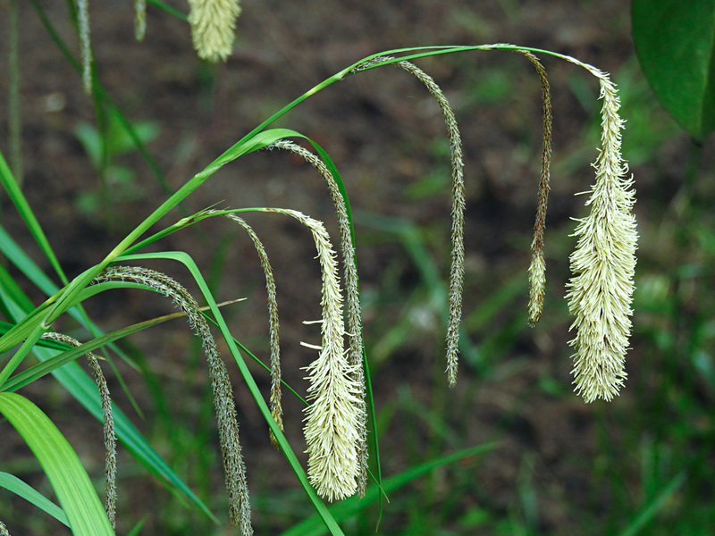 20210514 0184CPw [D~LIP] Große Segge (Carex pendula) [Hängende Segge], Bad Salzuflen